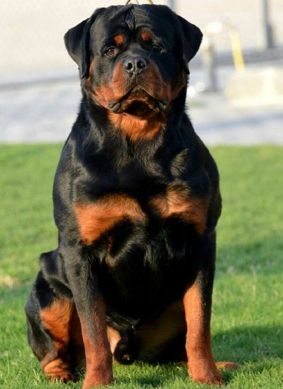 Rottweiler dogs