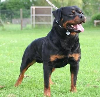 Rottweiler Breed