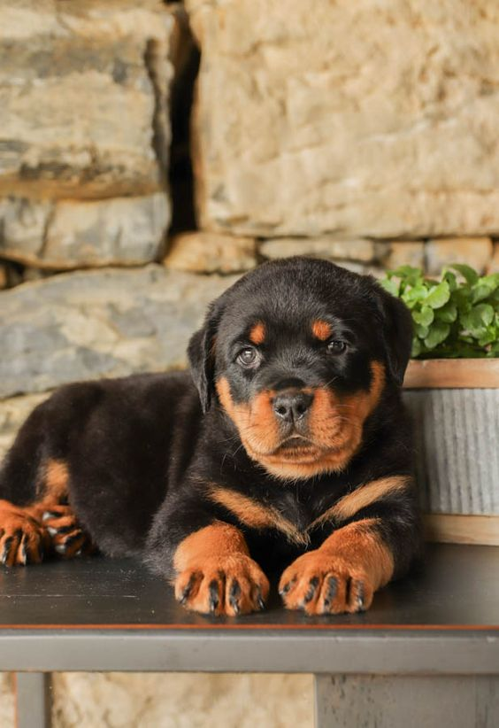 Rottweiler puppy