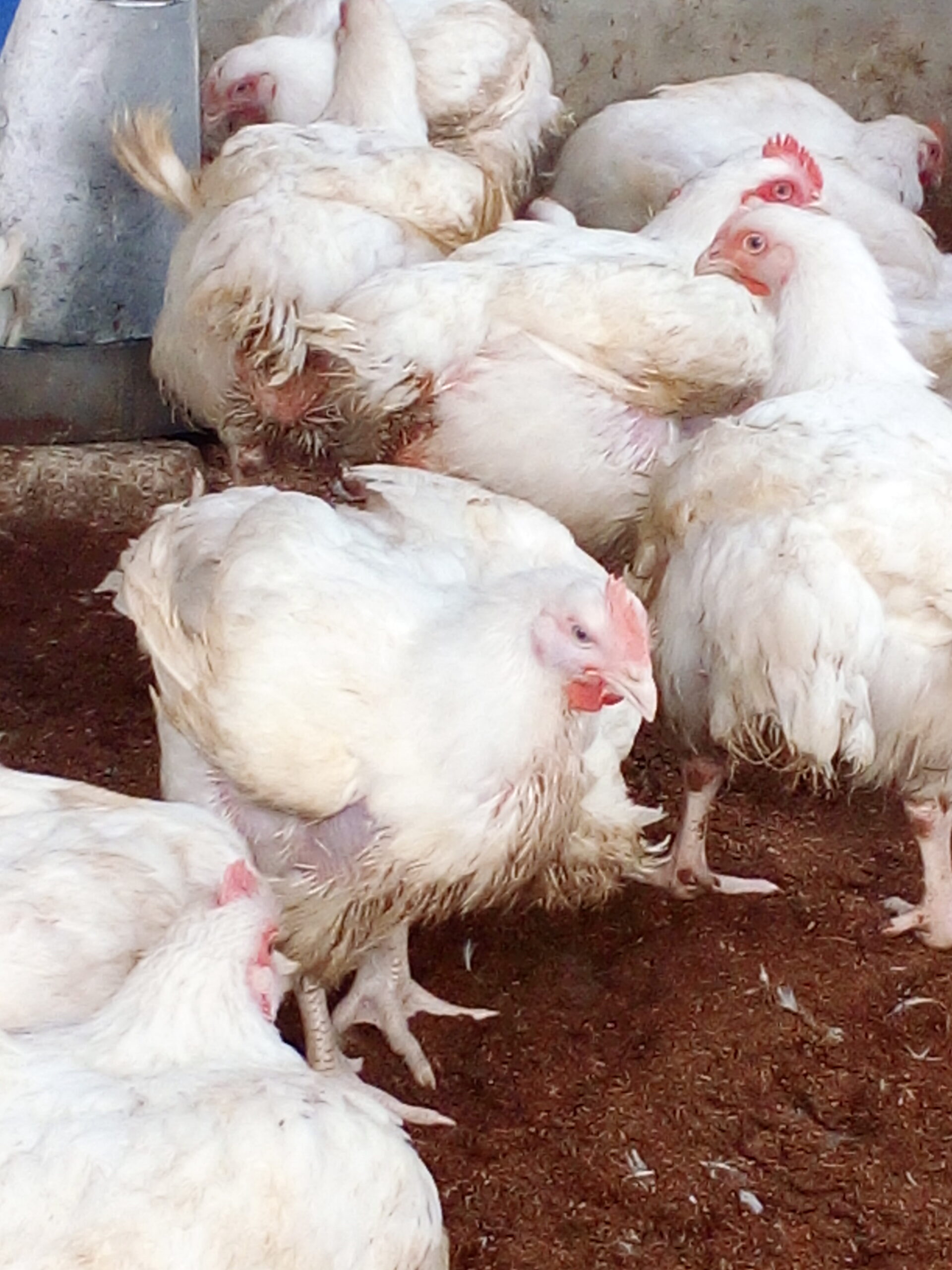 Chicken