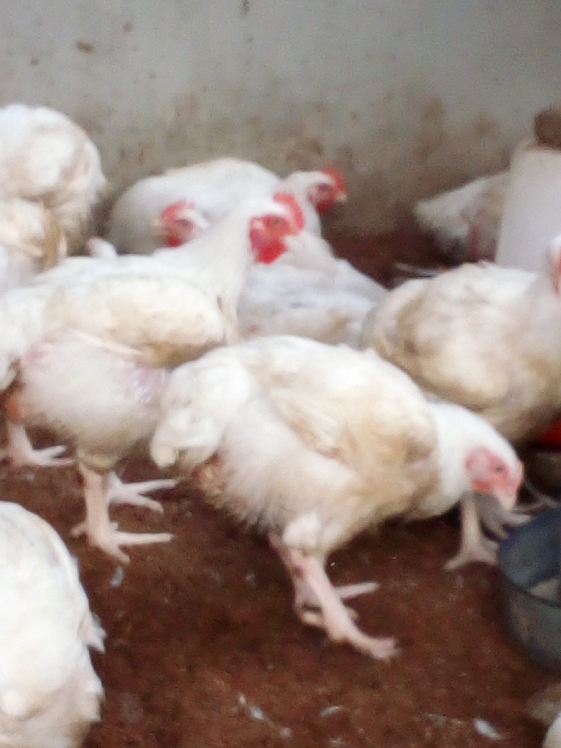 Chicken