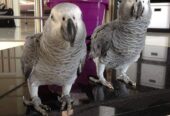 Africa grey parrot birds