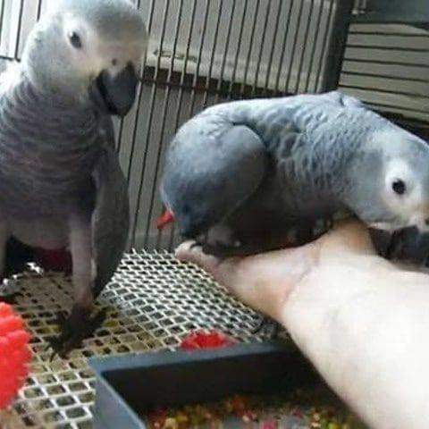 Africa grey parrot birds
