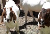 Boar goats for sale