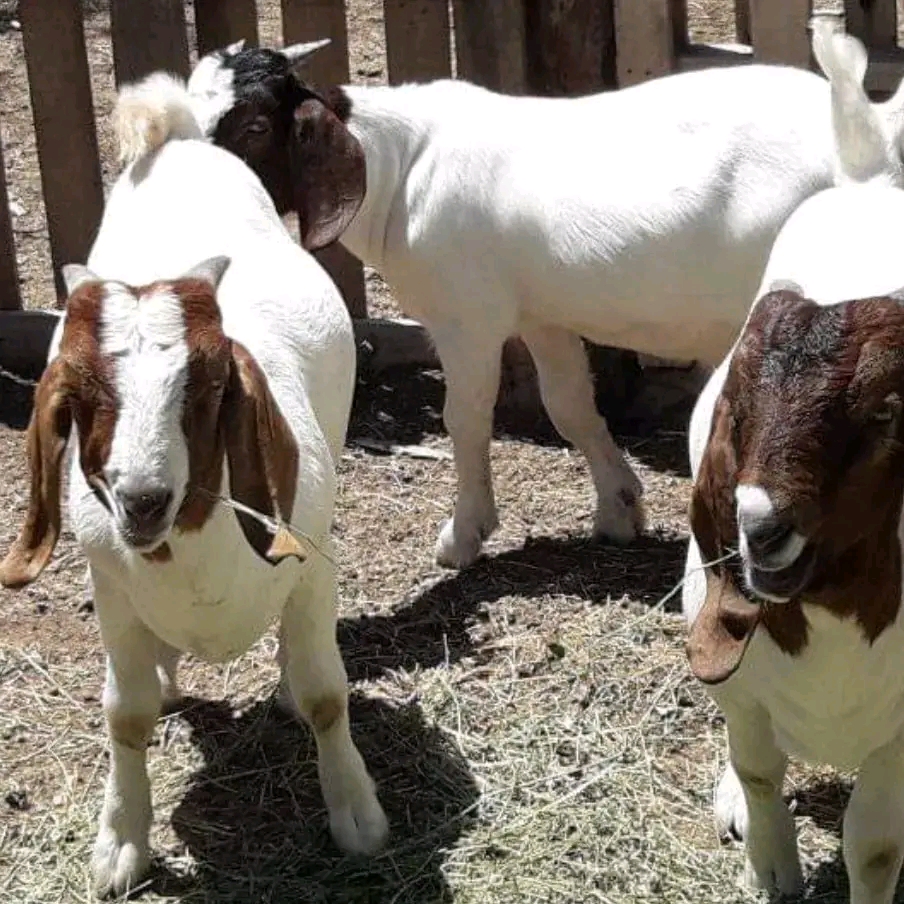 Boar goats for sale