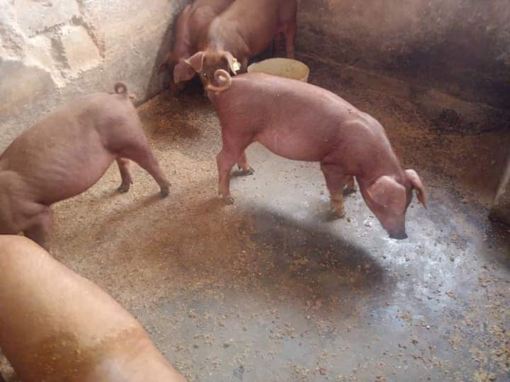 Duroc pigs for sale