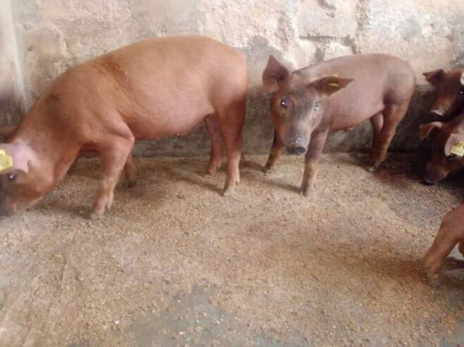Duroc pigs for sale