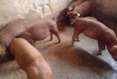Duroc pigs for sale