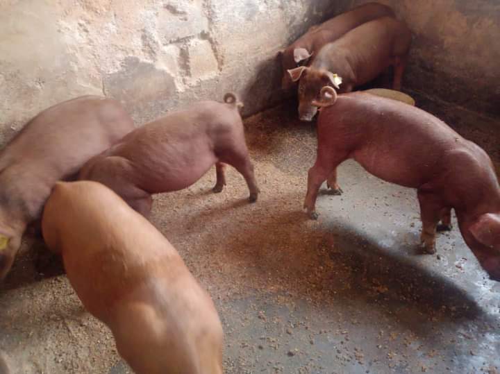 Duroc pigs for sale