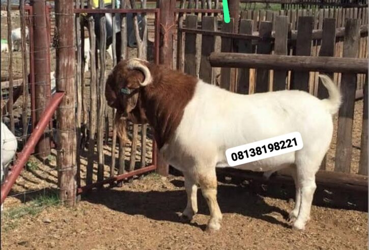 Boar goats for sale