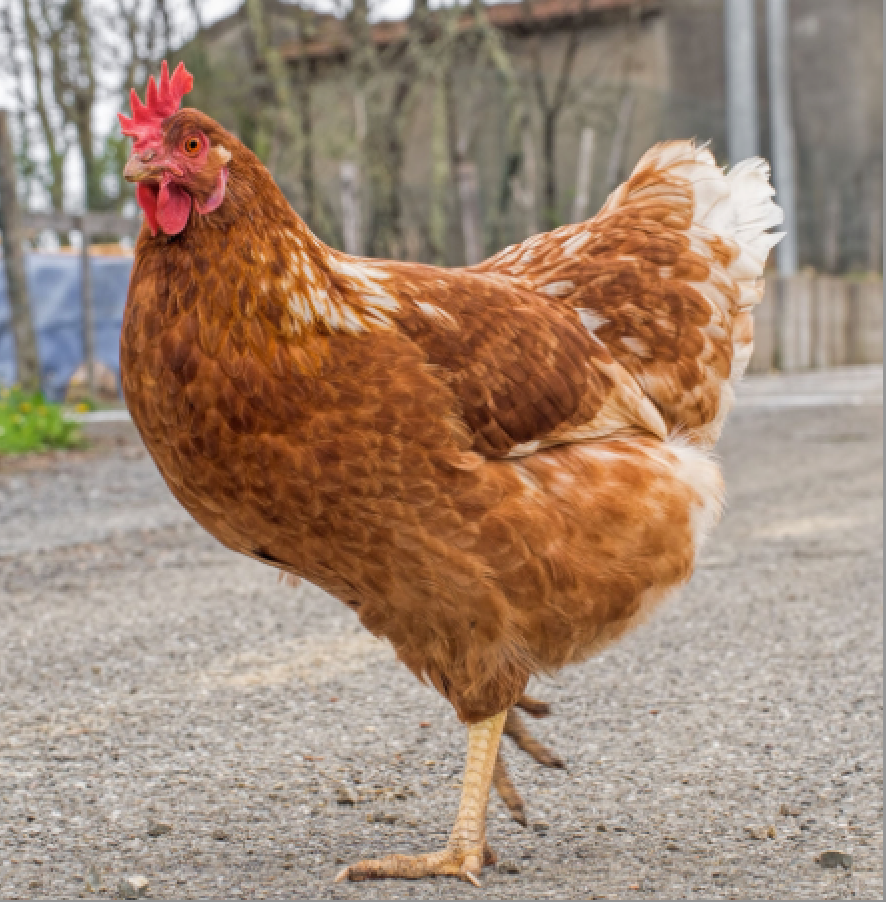 Poultry Worker
