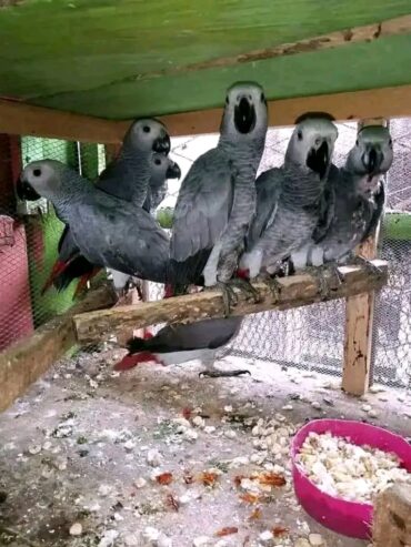 Parot birds