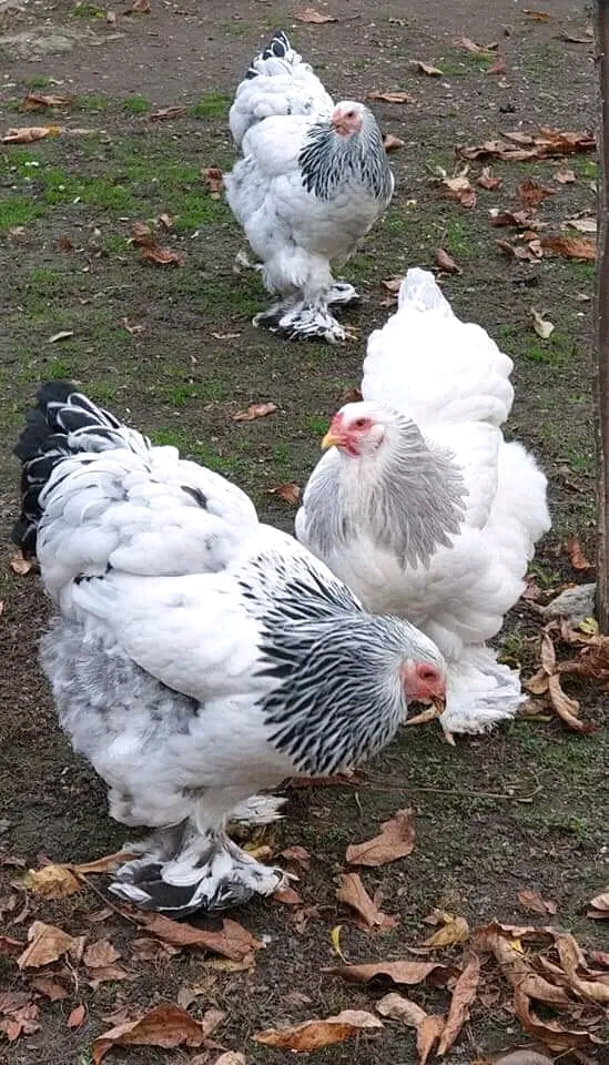 Brahma chicken