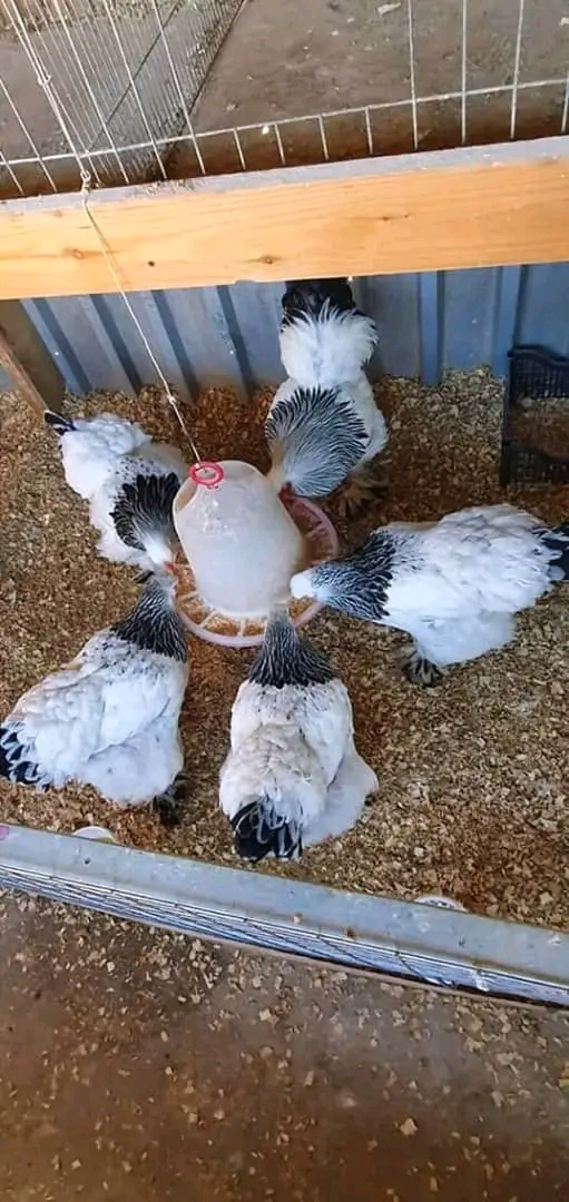 Brahma chicken