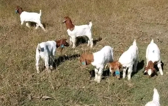 Boar goat