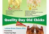 Ultima and Chikun Feed for sale in Large quantities at Olam mill Nigeria Limited