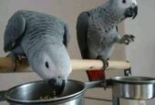 Parrot birds