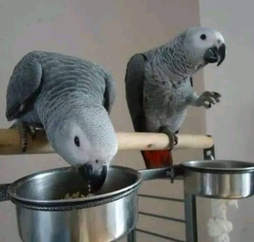 Parrot birds