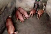 Hybrid duroc and large white pigs
