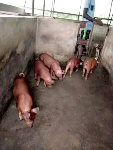 Hybrid duroc and large white pigs