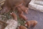 Hybrid duroc and large white pigs