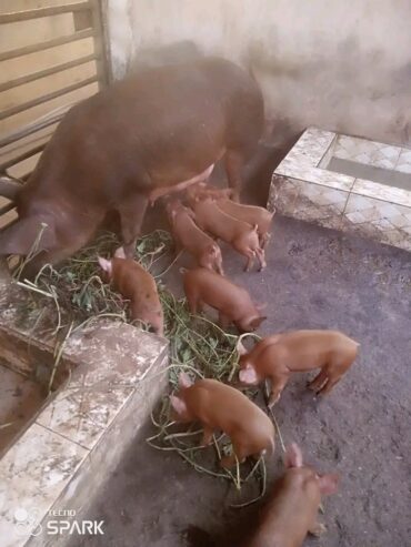 Hybrid duroc and large white pigs