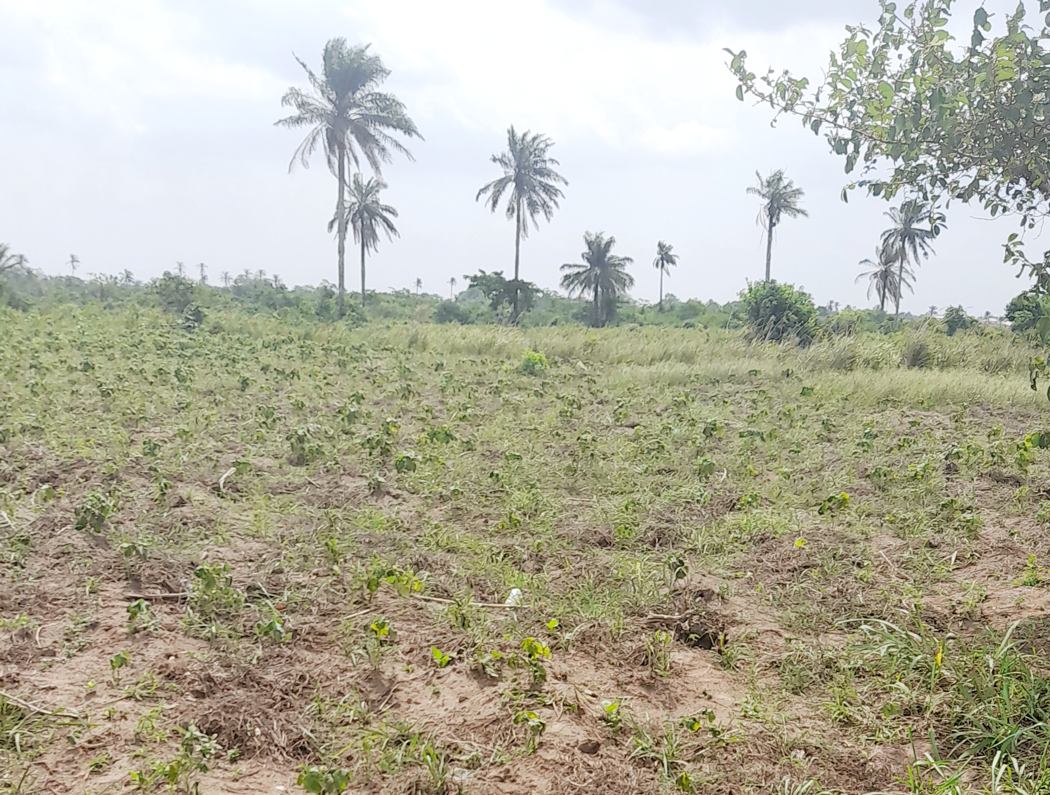 Livestock/AnimaHusbandry Ranches for Sale at EPE, Lagos