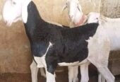 Hybrid ladoum sheep for sale