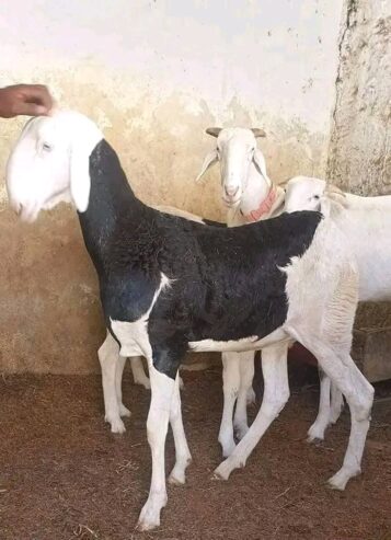 Hybrid ladoum sheep for sale