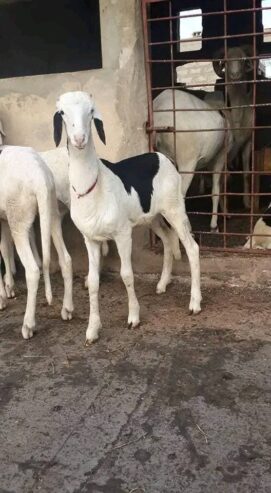 Hybrid ladoum sheep for sale