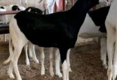 Hybrid ladoum sheep for sale