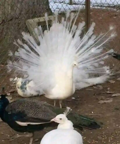 Peacock bird