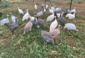 Guinea fowls