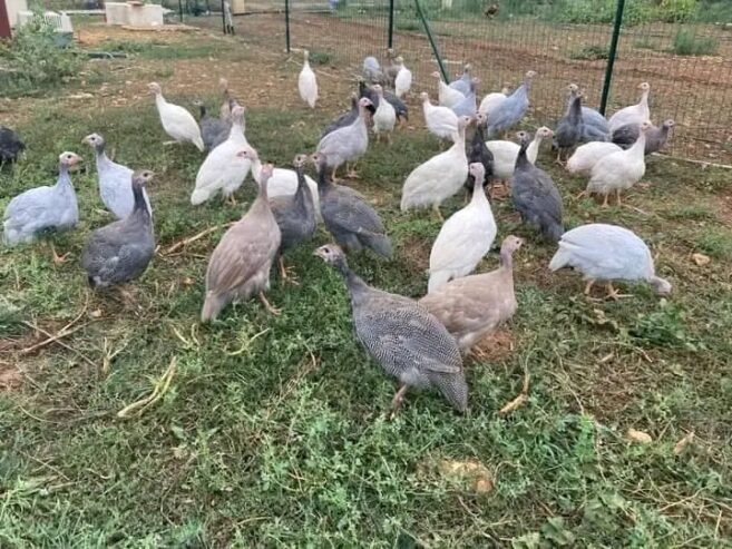 Guinea fowls