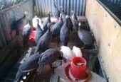 Guinea fowls