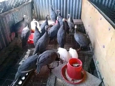 Guinea fowls