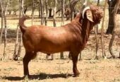 Kalahari breed goat