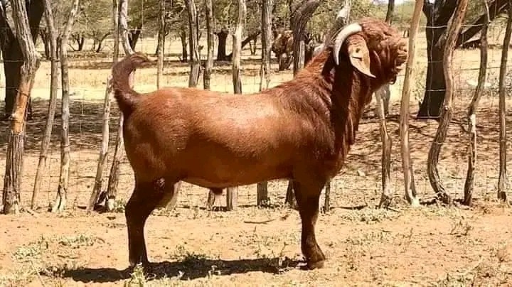 Kalahari breed goat