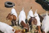 Kalahari breed goat