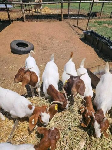 Kalahari breed goat