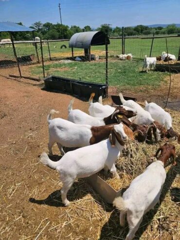 Kalahari breed goat