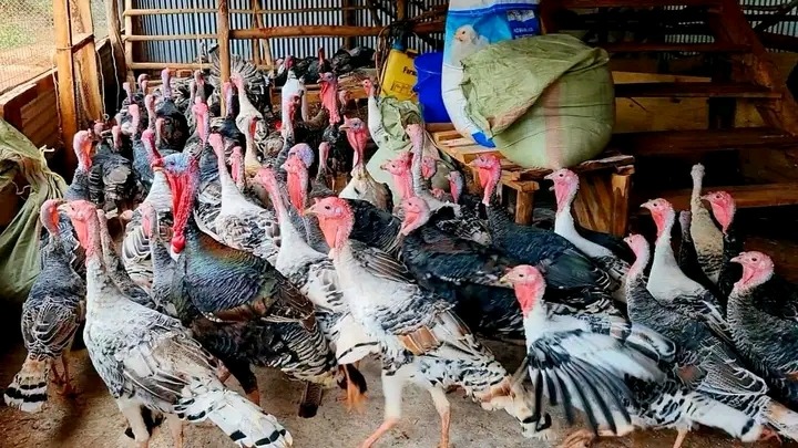 Turkey 🦃🦃 for sale