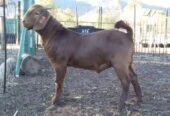 Kalahari goats for sale