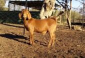 Kalahari goats for sale