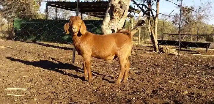 Kalahari goats for sale