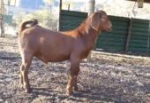 Kalahari goats for sale