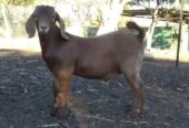 Kalahari goats for sale