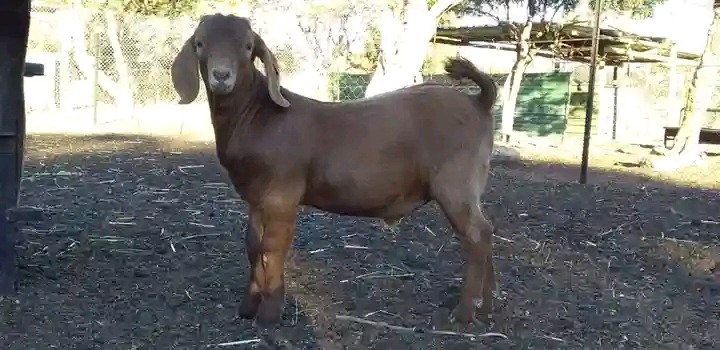 Kalahari goats for sale