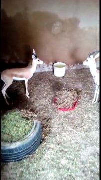 Deer for sale per pair 5 months old