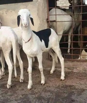 Ladoum sheep for grabs